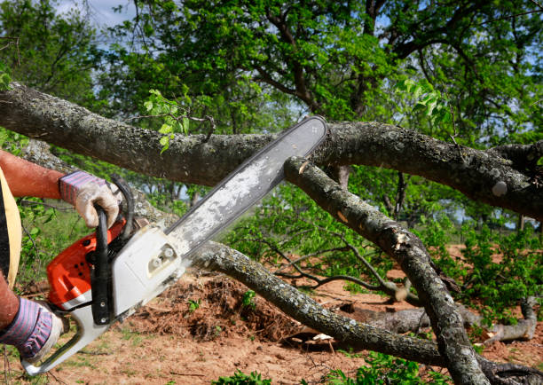 Best Tree Pruning Services  in USA